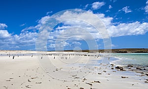 Gento Penguins Colonies at Falkland Islands