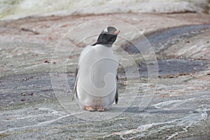 Gentoo baby penguin, Argentine Islands antarctic region