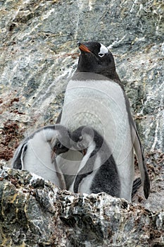 Gentoo Mother and Chicks on Rocky Outcropping