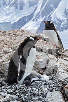 Gentoo Parents and Chick on Rocky Outcropping photo