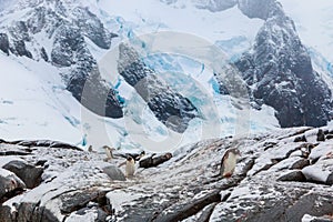 Gentoo pengins walking on the snow with blue glacier in the back