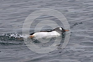 Gentoo penguin