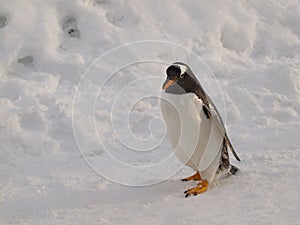 Gentoo Penguin photo