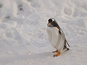 Gentoo Penguin