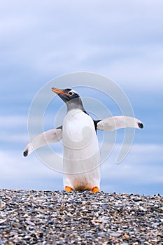 Gentoo penguin