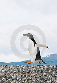 Gentoo penguin