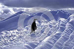 Gentoo Penguin photo