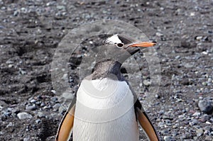 Gentoo Penguin