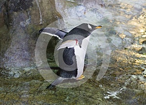 Gentoo penguin.