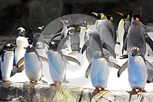 Gentoo Penguin