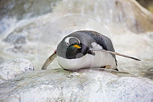 Gentoo penguin.