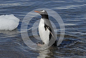 Gentoo Penguin