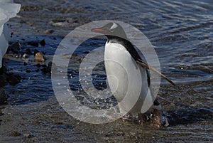 Gentoo Penguin