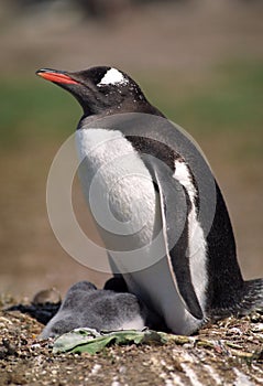 Gentoo penguin