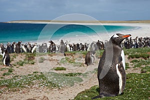 Gentoo Penguin