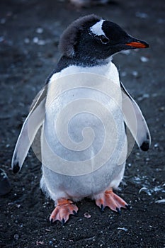 Gentoo penguin