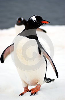 Gentoo penguin photo