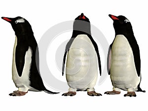 Gentoo Penguin