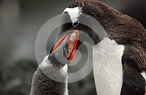 Gentoo penguin