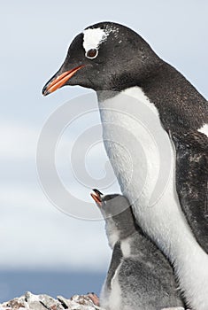 Gentoo penguin adult and chick