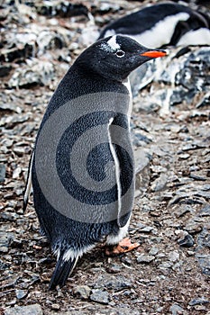 Gentoo penguin against the rocks in Antarctica