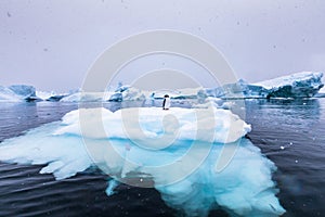 Gentoo Penguin alone on iceberg in Antarctica, scenic frozen landscape with blue ice and snowfall, Antarctic Peninsula