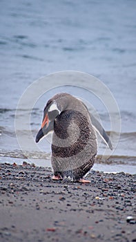 Gentoo penguin in Antarctica