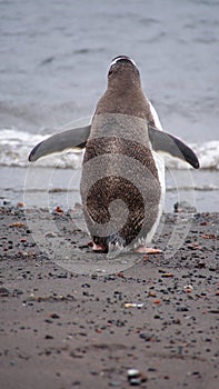 Gentoo penguin in Antarctica