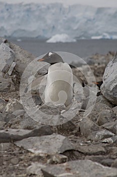 Gentoo penguin, Antarctica.