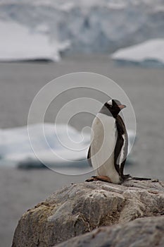 Gentoo penguin, Antarctica.