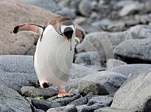 Gentoo Penguin in Antarctica