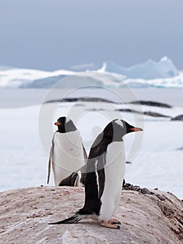 Gentoo penguin