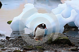 Gentoo penguin in Antarctica, Waterboat Point photo