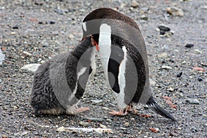 Gentoo penguin in Antarctica, Waterboat Point photo