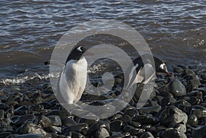 Gentoo Penguin, Antartica