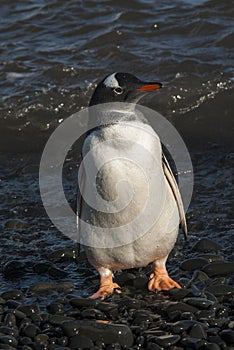 Gentoo Penguin, Antartica