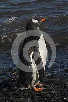 Gentoo Penguin, Antartica