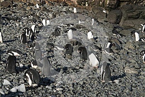 Gentoo Penguin, Polo sur Antartica photo