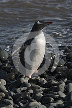 Gentoo Penguin, Polo sur Antartica photo