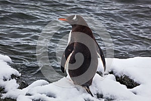 Gentoo penguin from the back on snow against ocean, Antarctica