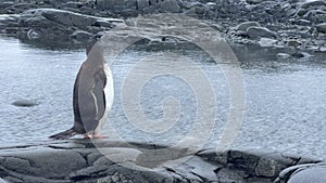 Gentoo Penguin on the beach cleaning fedder in Antarctica.