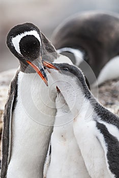 Gentoo Penguin on the beach,feeding his chick, Port Lockroy ,