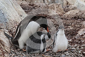 Gentoo Penguin on the beach,feeding his chick, Port Lockroy ,