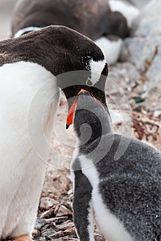 Gentoo Penguin on the beach,feeding his chick, Port Lockroy ,