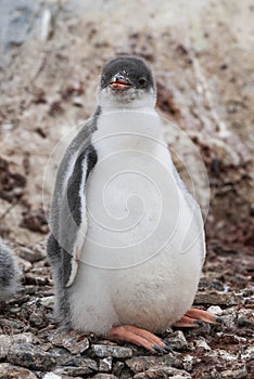 Gentoo Penguin on the beach,feeding his chick, Port Lockroy ,