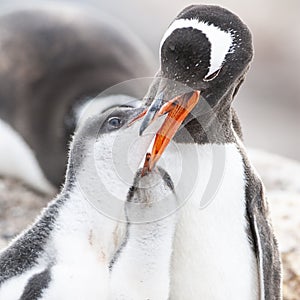 Gentoo Penguin on the beach,feeding his chick, Port Lockroy ,