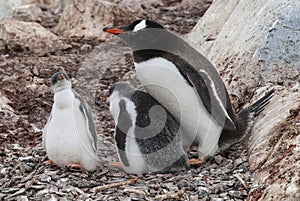 Gentoo Penguin on the beach,feeding his chick, Port Lockroy , Goudier Island,