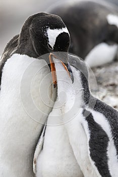 Gentoo Penguin on the beach,feeding his chick, Port Lockroy , Goudier Island,