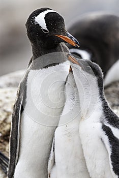 Gentoo Penguin on the beach,feeding his chick, Port Lockroy , Goudier Island,