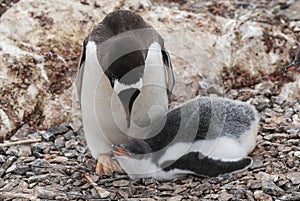 Gentoo Penguin on the beach,feeding his chick, Port Lockroy , Goudier Island,